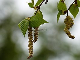 樺木,葉子,分支機(jī)構(gòu)