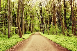 森林,自然,景觀