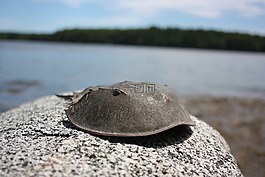 馬蹄蟹,海洋,海