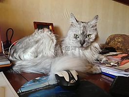貓,小貓,貓的
