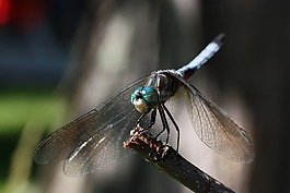 動物,蜻蜓,自然