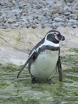 企鵝,動(dòng)物園,鳥(niǎo)