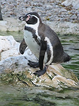 企鵝,動物園,鳥
