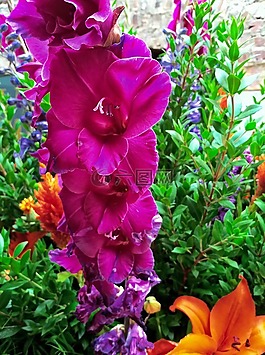花的,倒掛金鐘,開(kāi)花