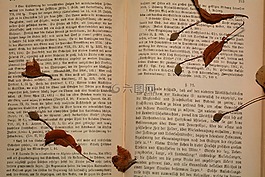 本書(shū),字體,老