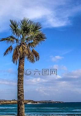 棕櫚樹,海灘,沙
