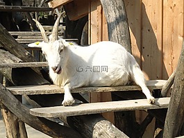 山羊,動物園,動物