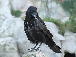 烏鴉,鳥,鳥類