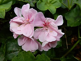天竺葵,植物,花