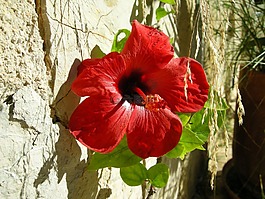 芙蓉,開花,花