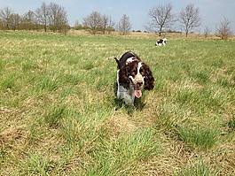 狗,寵物,野生動物攝影
