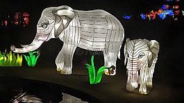 動物,自然,象