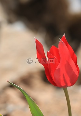 郁金香,綠色,紅色