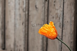 罌粟,自然,橙色