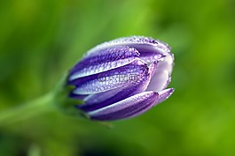 非洲雏菊,osteospermum,calenduleae