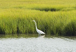 鳥,鷺,野生動物