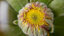 自然,植物區(qū)系,花