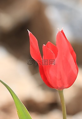 郁金香,綠色,紅色