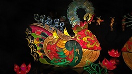 动物,鸟,多彩