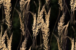 草,背光,葉片草