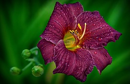 萱草,花,花園