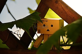 danbo,籬笆,葉子