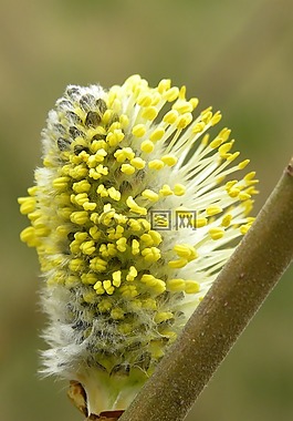 開(kāi)花,春天,戶外