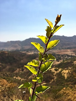 葉,植物,自然