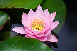 花,蓮花,粉紅色