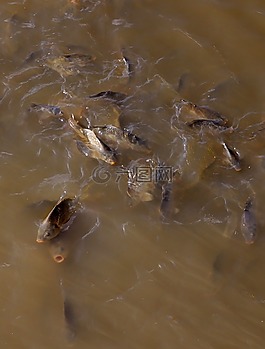 結(jié)束,鯉魚,水
