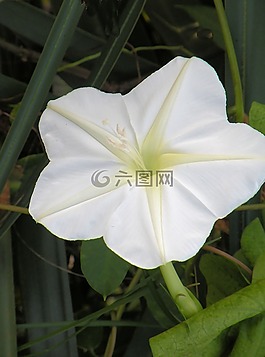 牽?；?白,花