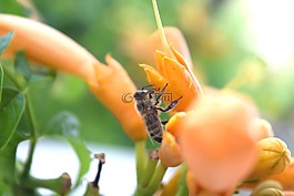 蜜蜂,花,太陽