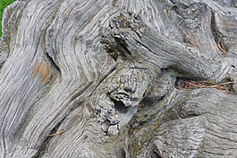 木,性質(zhì),樹