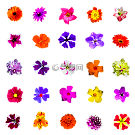 性質(zhì),鮮花,孤立
