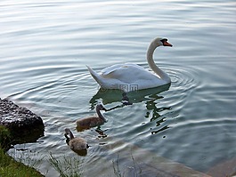 動物,鳥類,天鵝