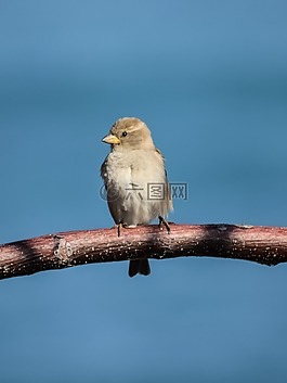 麻雀,鳥,野生動物
