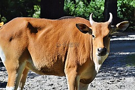 牛,牛肉,動物