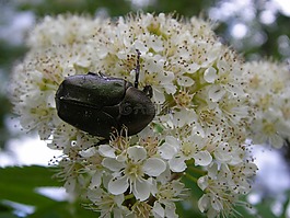 甲蟲,白花,sitti?inen