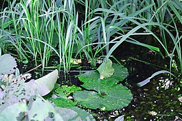 小區(qū),池塘,湖玫瑰