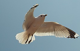 海鷗,鳥,水禽