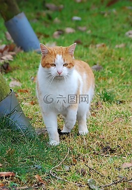 貓,動物,小貓