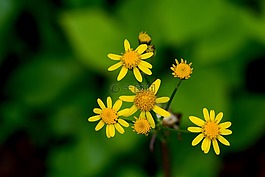 黃色,花,自然