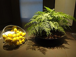 檸檬,柑橘類水果,裝飾
