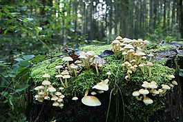 苔,蘑菇,森林