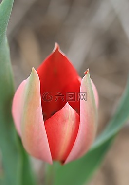 郁金香,綠色,紅色
