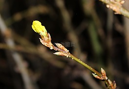 連翹,芽,灌木