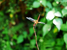 蜻蜓,紅蜻蜓,nekitonbo
