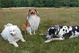 粗糙牧羊犬,牧羊犬,這只狗