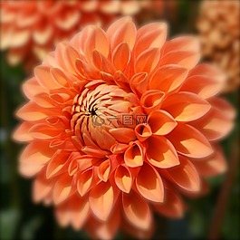 嬌琴紗,花,橙