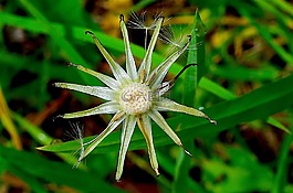 花,春,自然
